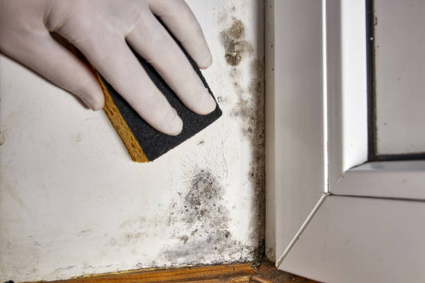 Best Mold Odor Removal Services  in Keene, NH
